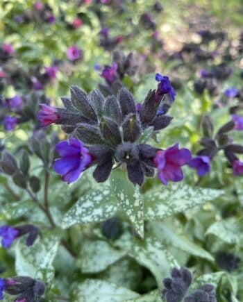 Pulmonaria Diana Clare met zilvergevlekt blad en blauwe bloemen