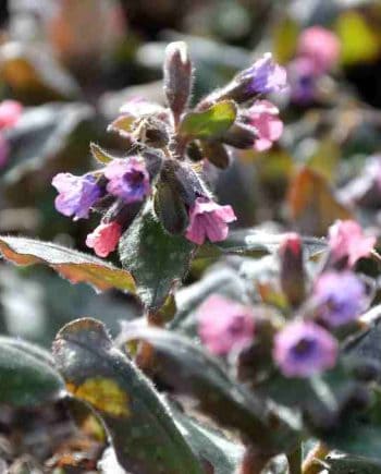 Roze bloei van Pulmonaria saccharata ‘Dora Bielefeld’