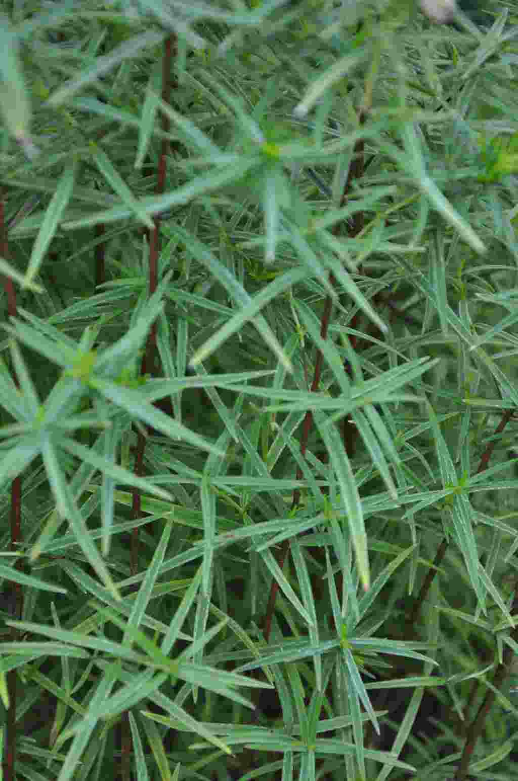Pycnanthemum virginianum