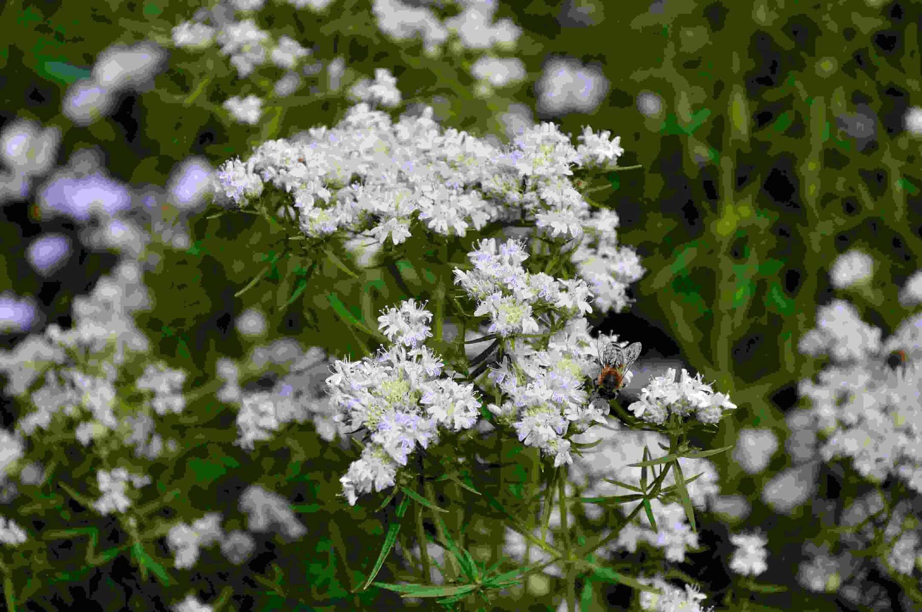 Witte bloemkransen van Pycnanthemum virginianum