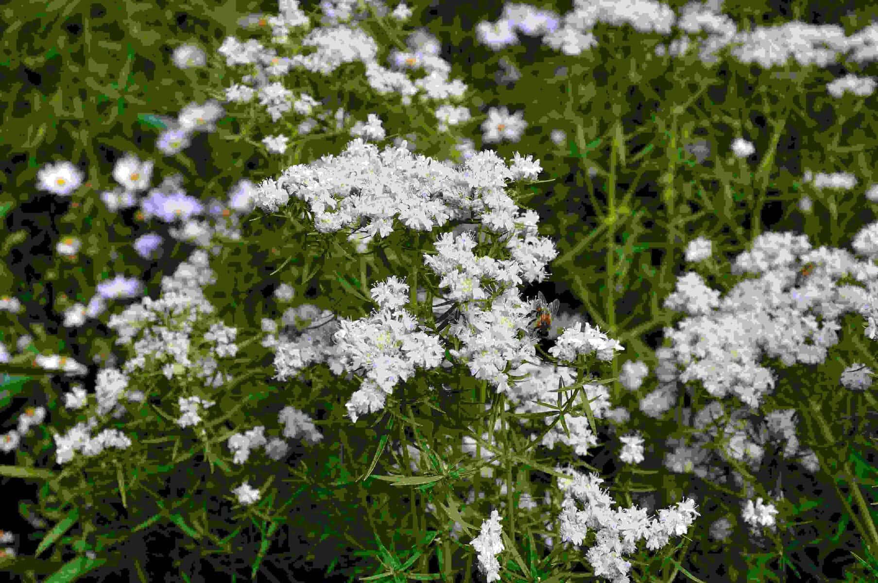 Pycnanthemum virginianum