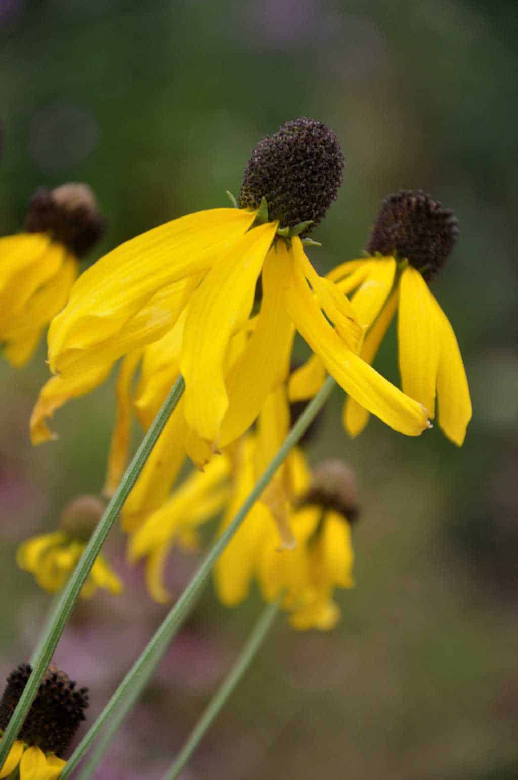 Gele bloemen met donkere kegel van Ratibida pinnata