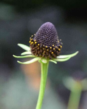 bloem zonder bloemblaadjes met donker hart van Rudbeckia ‘Black Beauty’