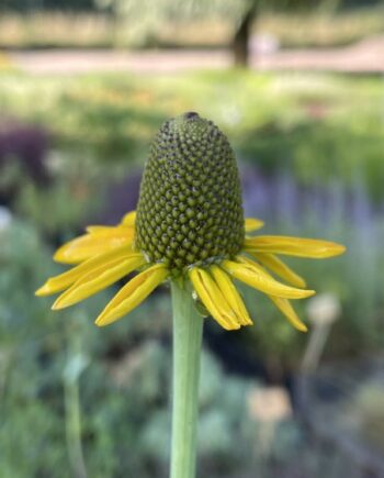 Rudbeckia maxima toegepast als architectuurplant in een vaste plantenborder.