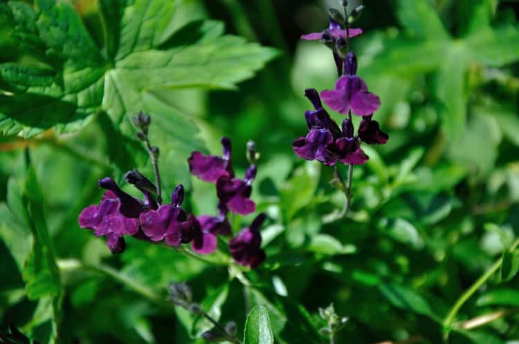 Salvia 'Nachtvlinder'
