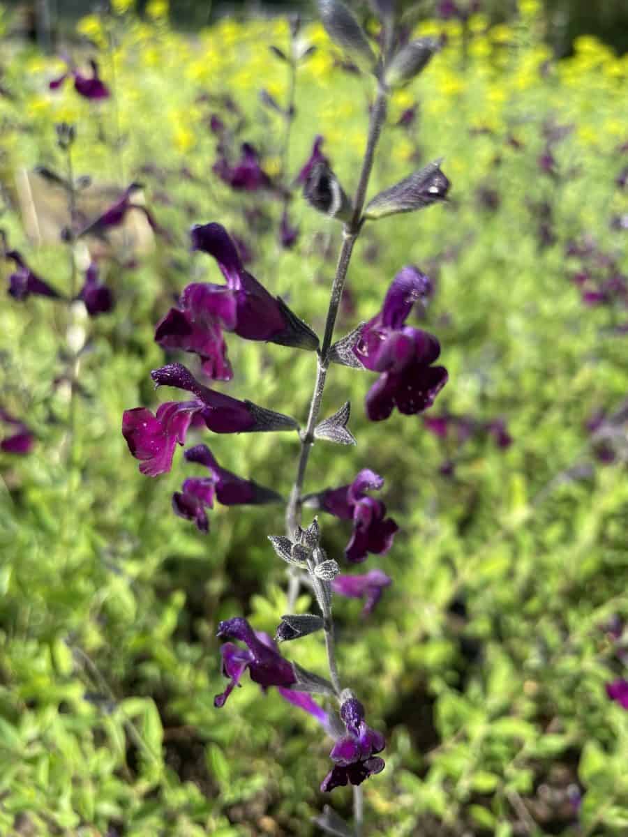 Salvia Nachtvlinder met diep donkerpaarse bloemaren in bloei