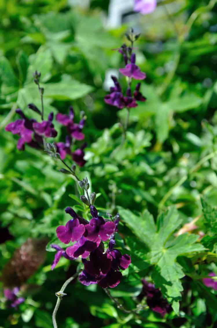 Salvia 'Nachtvlinder'