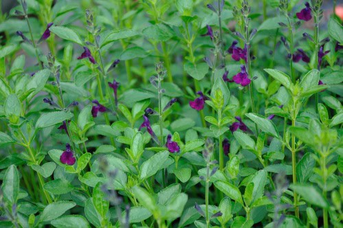 Salvia 'Nachtvlinder'