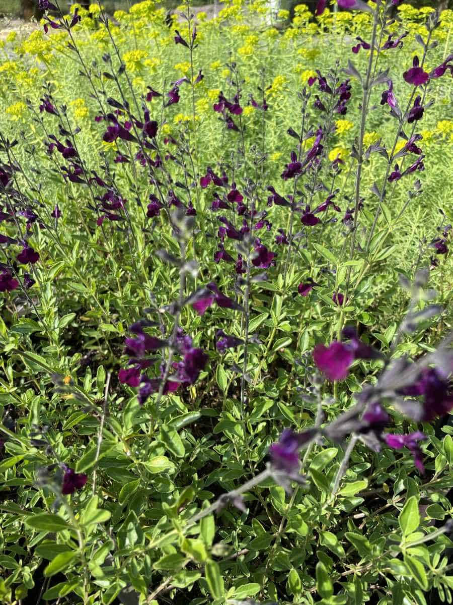 Detail van donkerpaarse bloemen van Salvia Nachtvlinder
