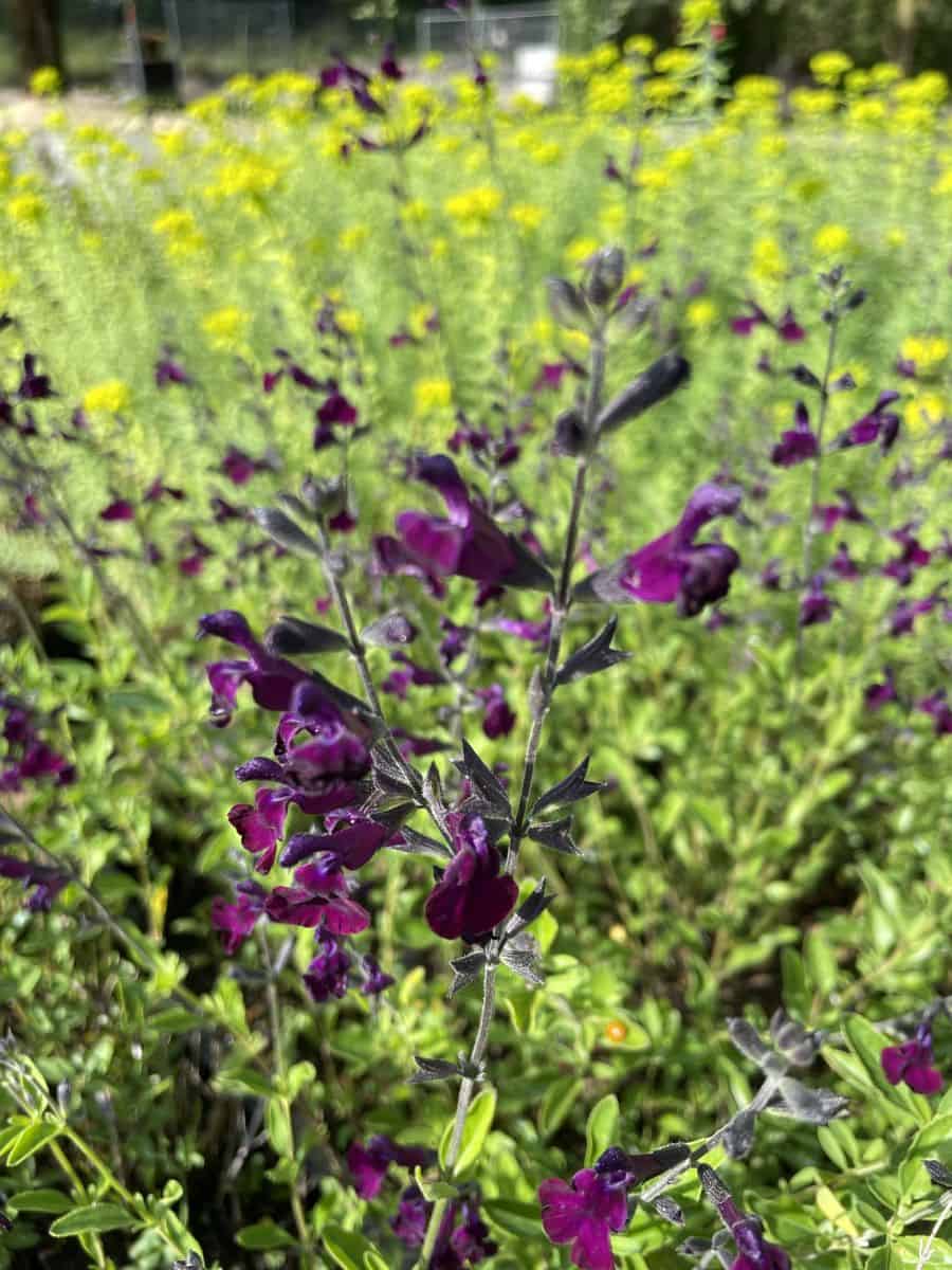 Salvia Nachtvlinder met rijk bloeiende donkerpaarse bloemaren in zonnige border