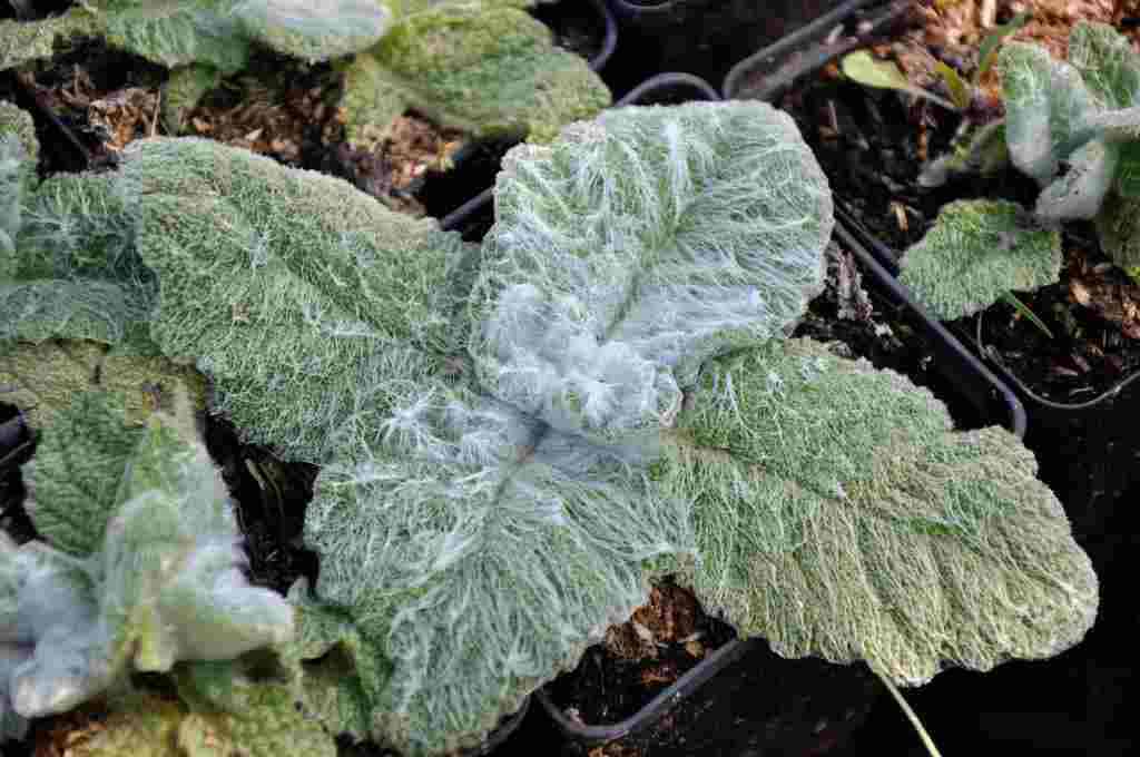 Zilvergrijs blad van Salvia argentea
