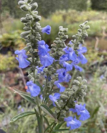 Heldere blauwe bloei van Salvia azurea