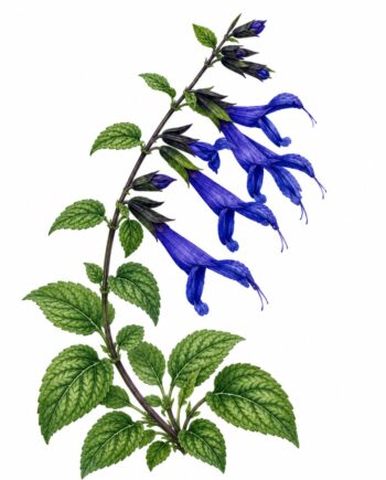 Salvia guaranitica 'Blue Enigma'