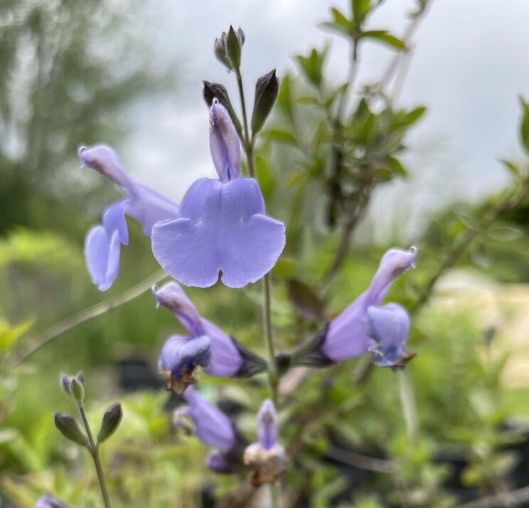 Detail van aquablauwe bloemen van Salvia microphylla Delice Aquamarine