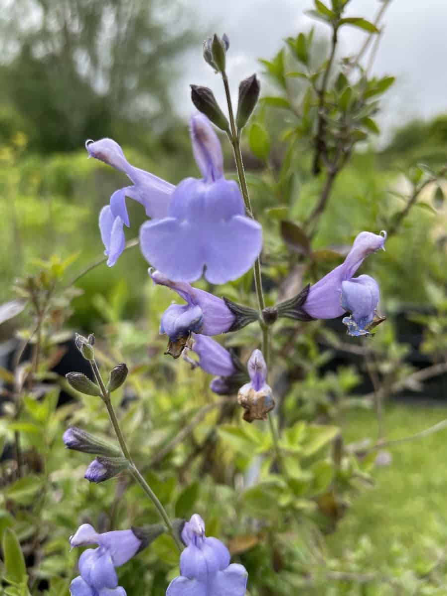 Salvia microphylla Delice Aquamarine met aquablauwe bloemen in bloei