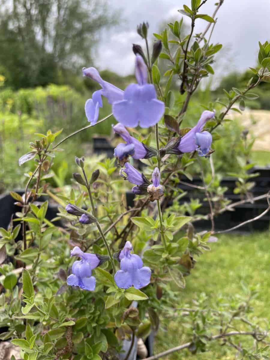 Salvia microphylla Delice Aquamarine met rijk bloeiende aquablauwe bloemen in zonnige border
