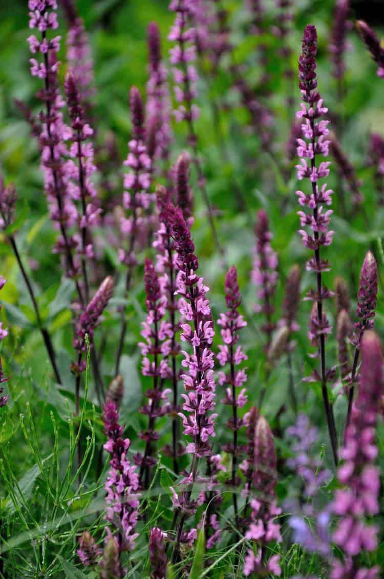Salvia nemorosa 'Caradonna Pink'