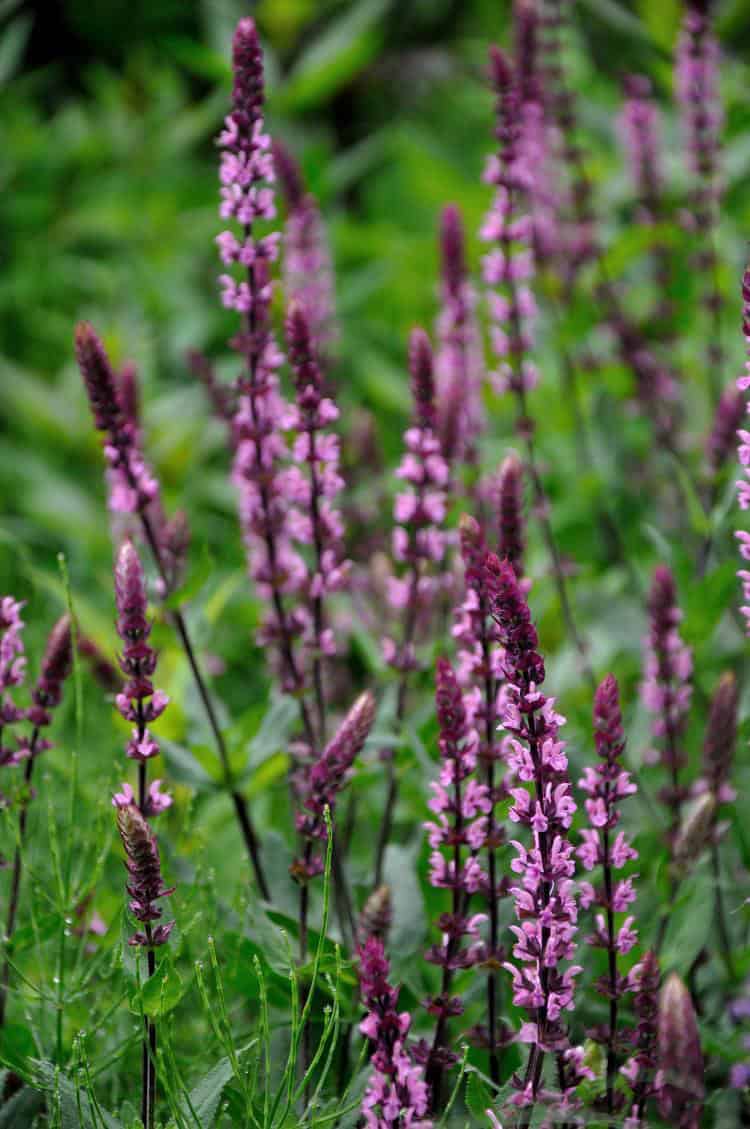 Zachtroze bloei van Salvia nemorosa ‘Caradonna Pink’