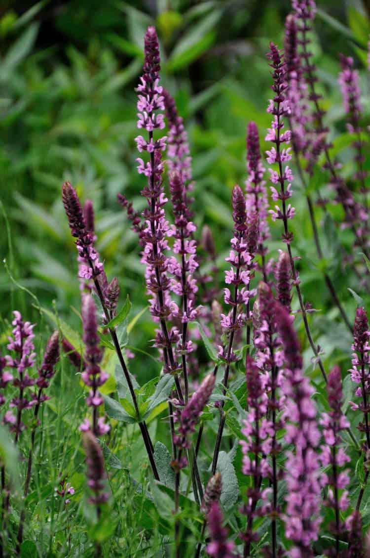 Salvia nemorosa 'Caradonna Pink'