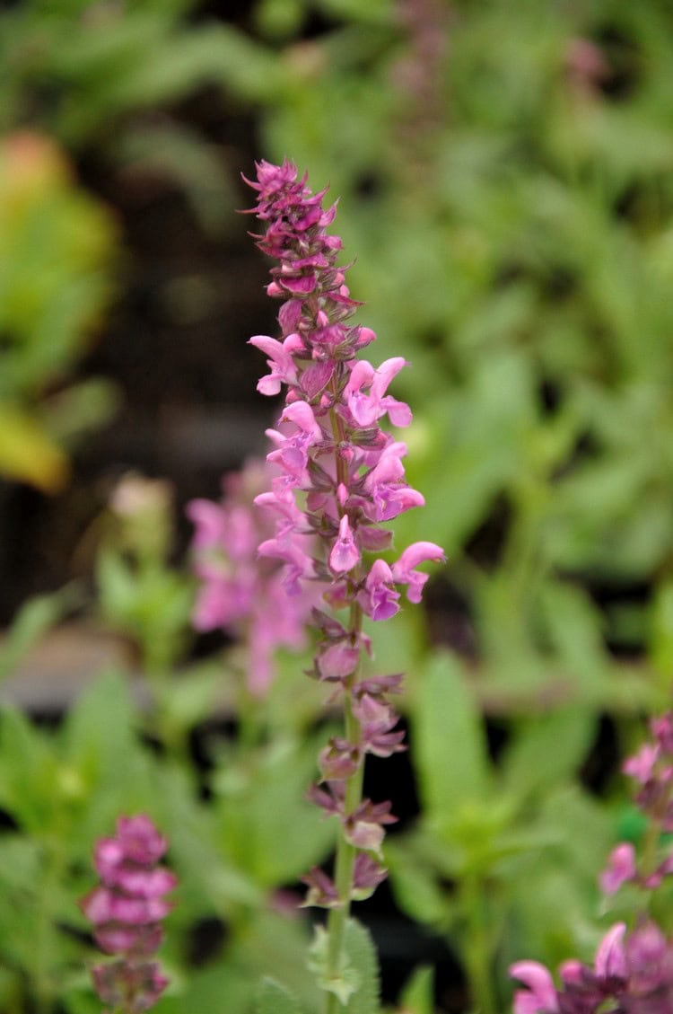 Zachtroze bloei van Salvia nemorosa ‘Pink Friesland’