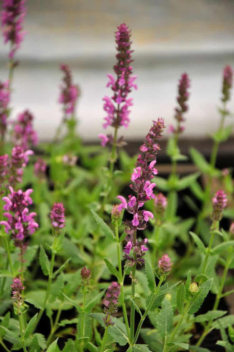 Salvia nemorosa 'Pink Friesland'