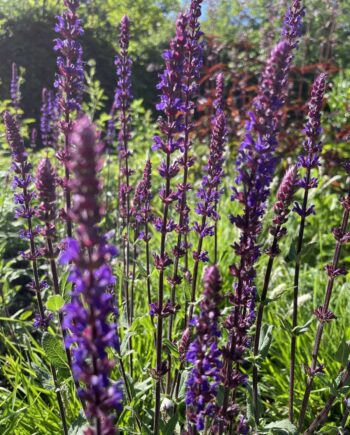 Detail van violetpaarse bloemen van Salvia nemorosa Caradonna