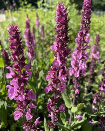 Salvia nemorosa Katsjing met rijk bloeiende roze bloemaren in zomerse border