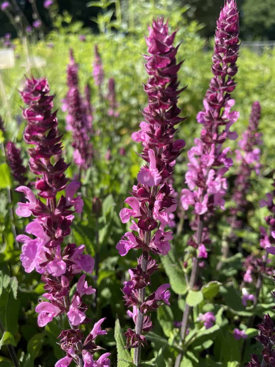 Salvia nemorosa Katsjing met rijk bloeiende roze bloemaren in zomerse border