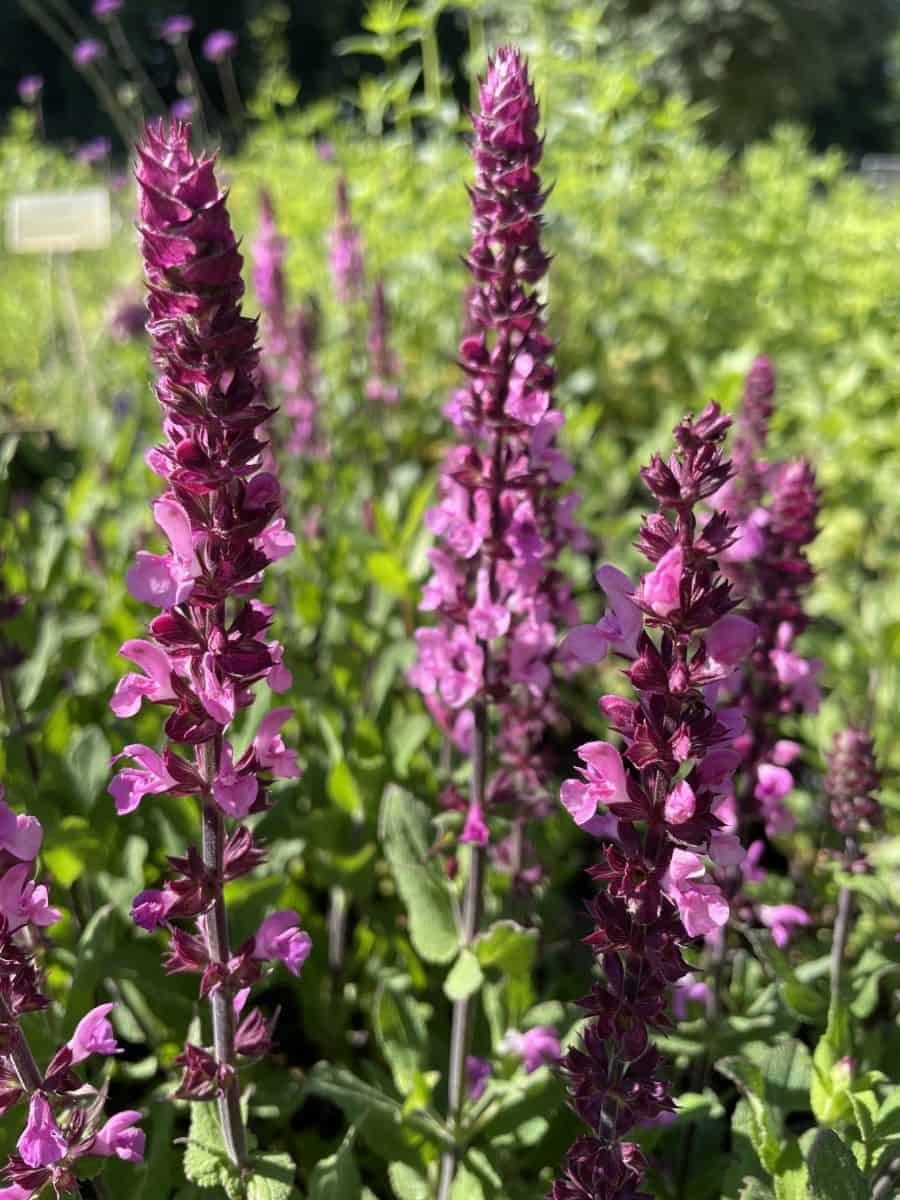 Salvia nemorosa Katsjing met helderroze bloemen en donkerpurperen bloemaren