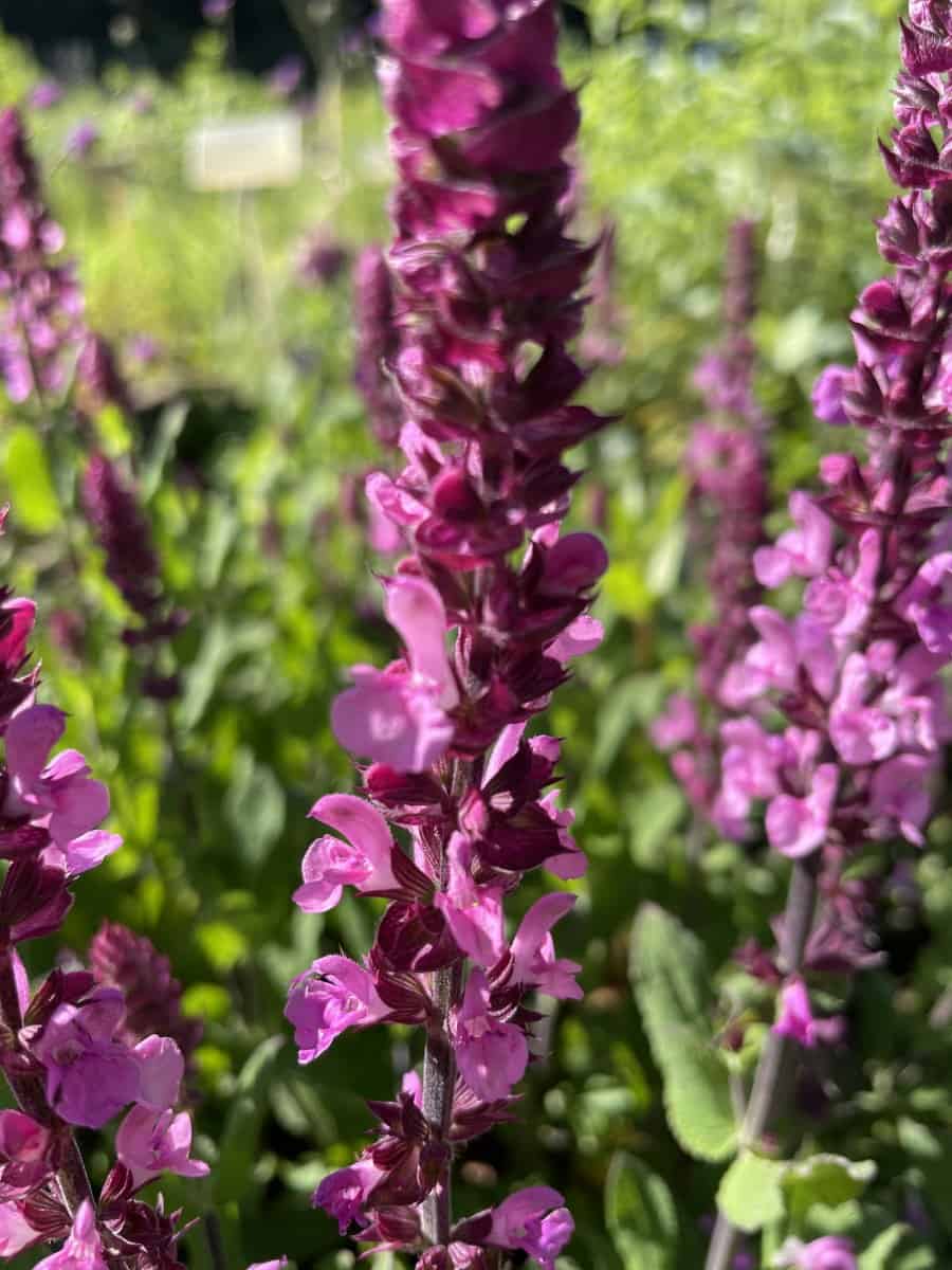 Detail van roze bloemen van Salvia nemorosa Katsjing met donkerrode schutbladen