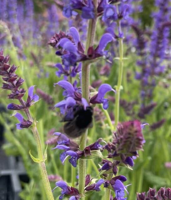 Bij op donkerpaarse bloemen van Salvia nemorosa Negrito in bloei