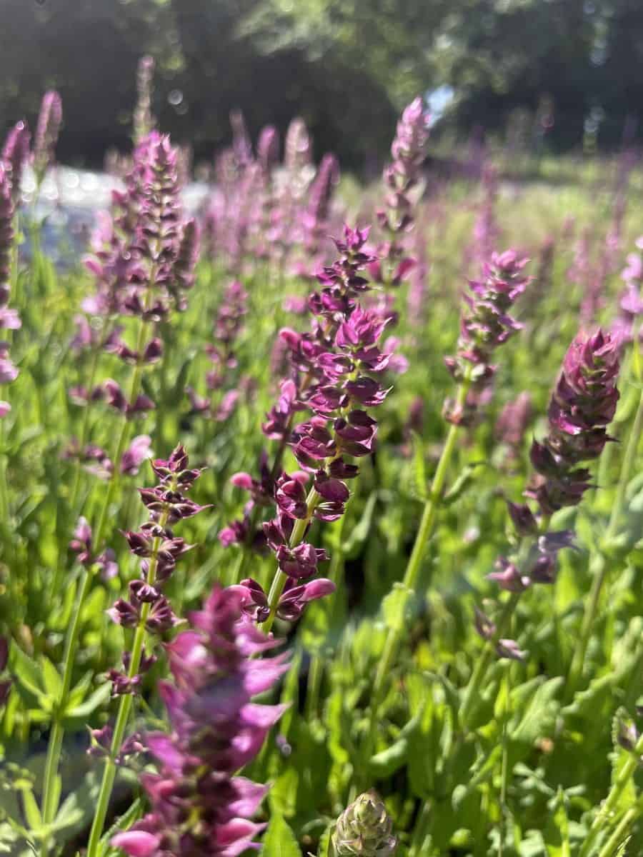 Salvia nemorosa Rose Queen met helderroze bloemaren in bloei