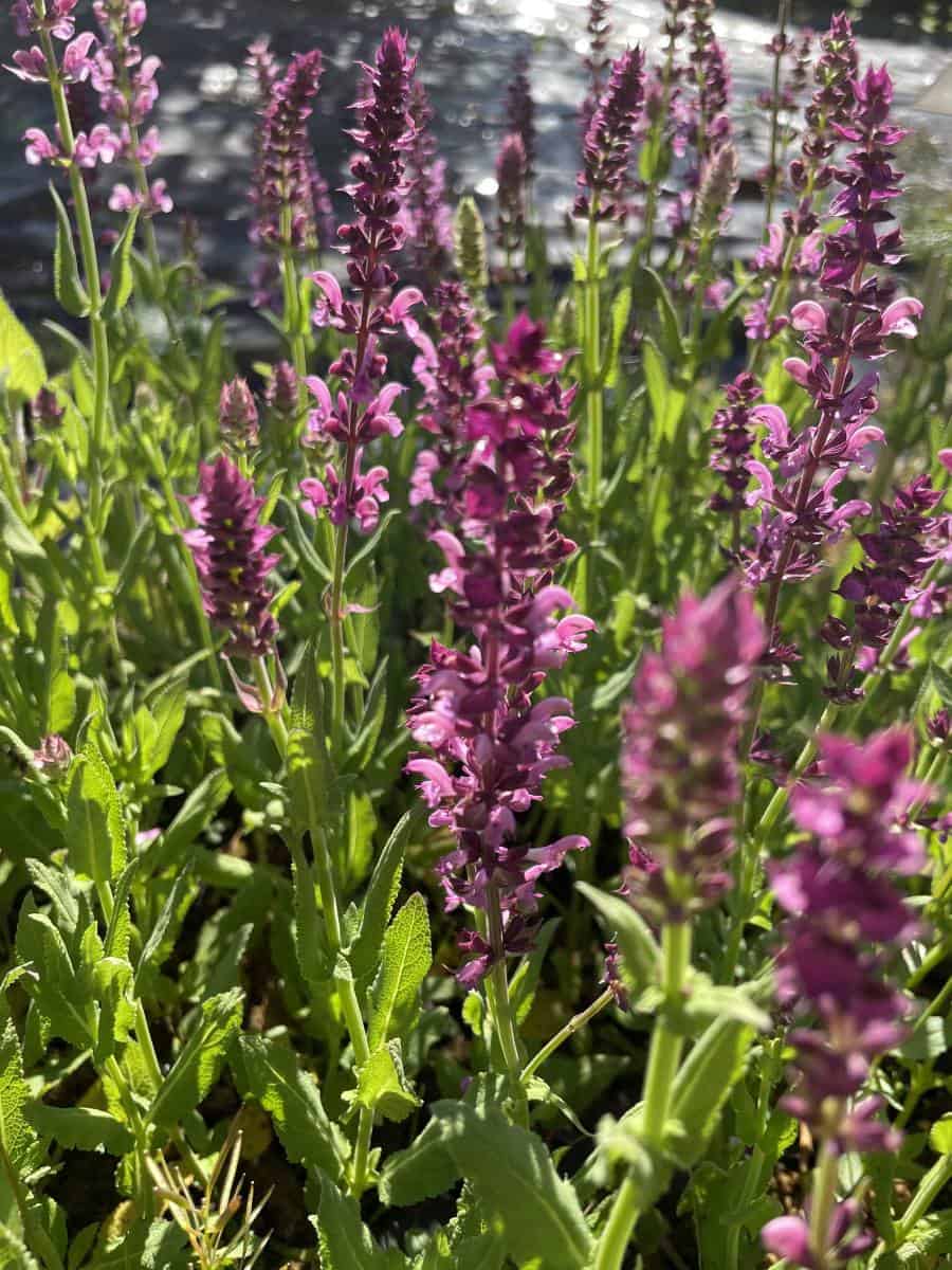 Detail van roze bloemen van Salvia nemorosa Rose Queen