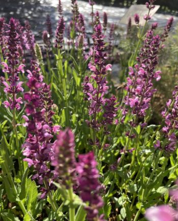 Salvia nemorosa Rose Queen met rijk bloeiende roze bloemaren in border