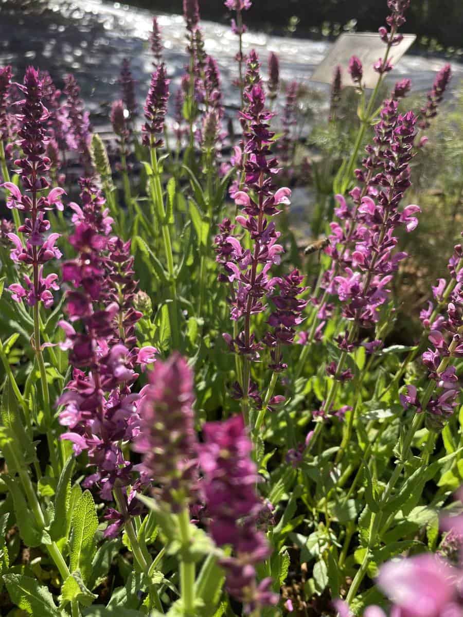 Salvia nemorosa Rose Queen met rijk bloeiende roze bloemaren in border