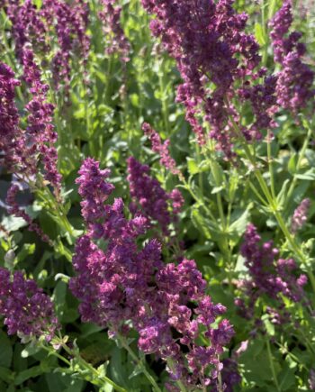 Salvia nemorosa 'Schwellenburg' met diep paarsblauwe bloemaren in volle bloei.