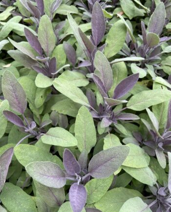 Salvia officinalis 'Purpurascens' toegepast als bladplant en accentplant in een zonnige tuin.