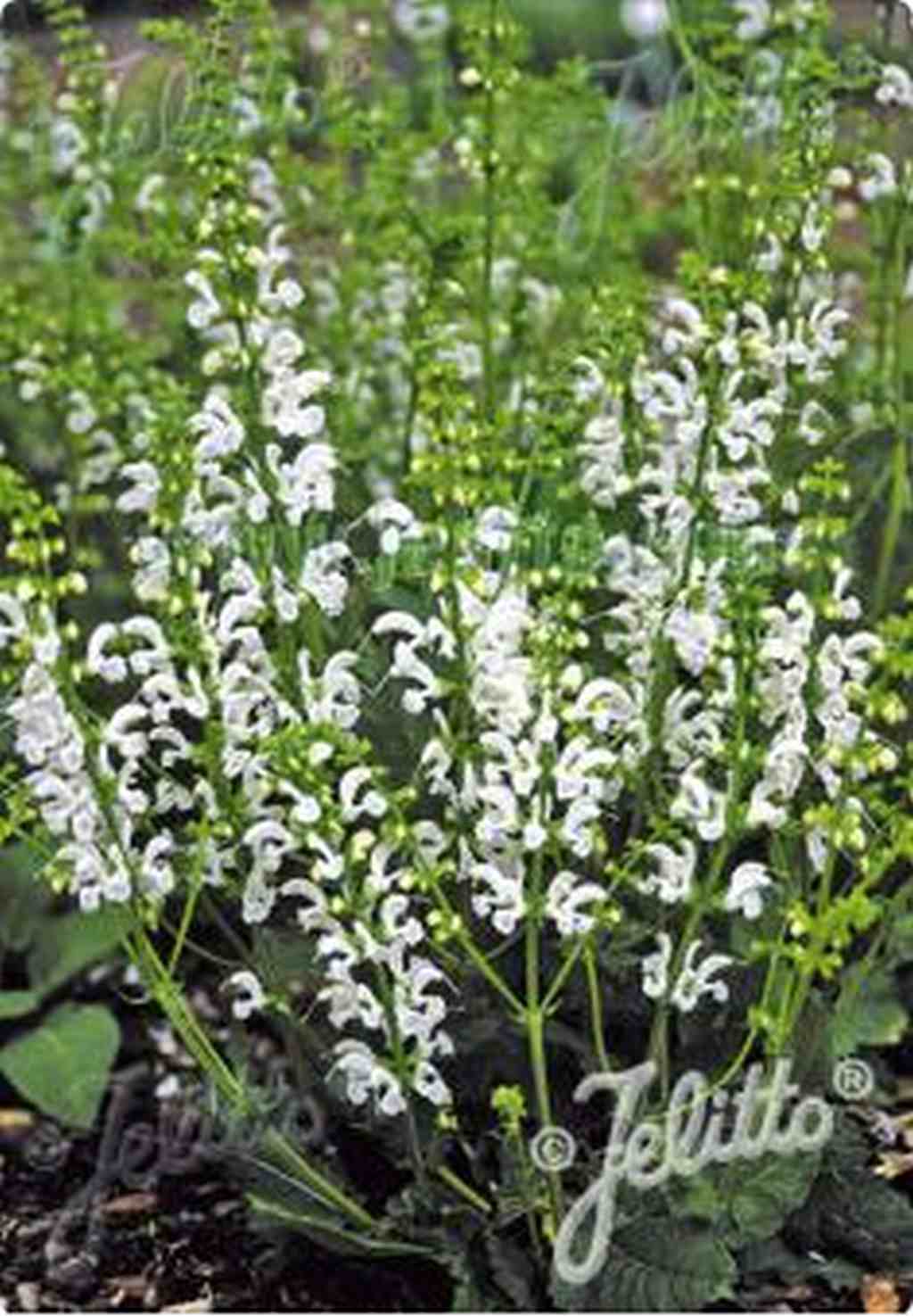 Witte bloei van Salvia pratensis ‘Swan Lake’