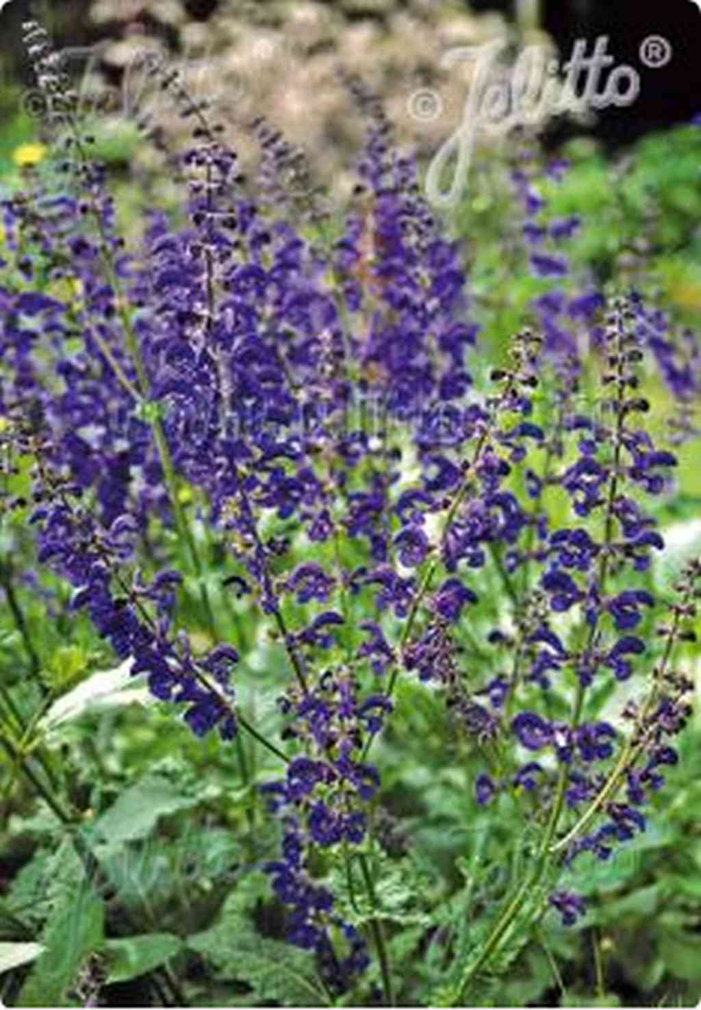 Paarsblauwe bloei van Salvia pratensis ‘Twilight Serenade’