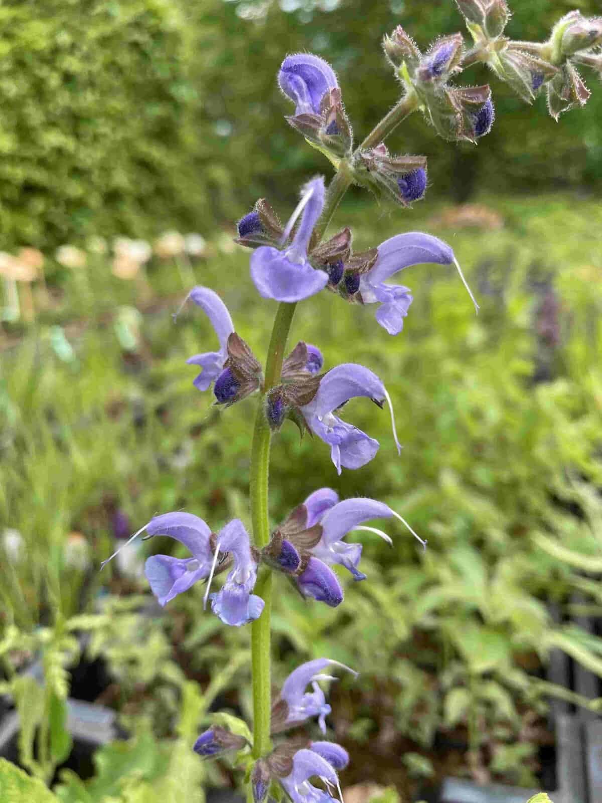 Lichtblauwe bloei van Salvia pratensis ‘Vanity Fair’