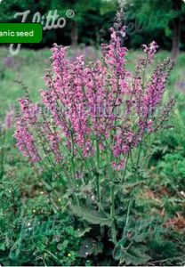 Salvia pratensis