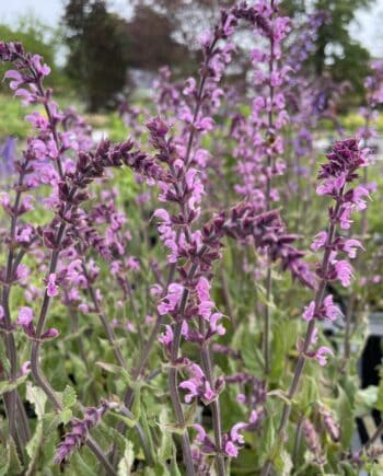 Salvia Serenade met roze bloemaren in rijke bloei