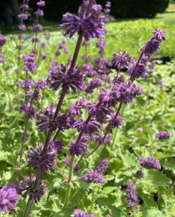 Salvia verticillata Purple Rain met violetpaarse bloemen in kransen langs de stelen