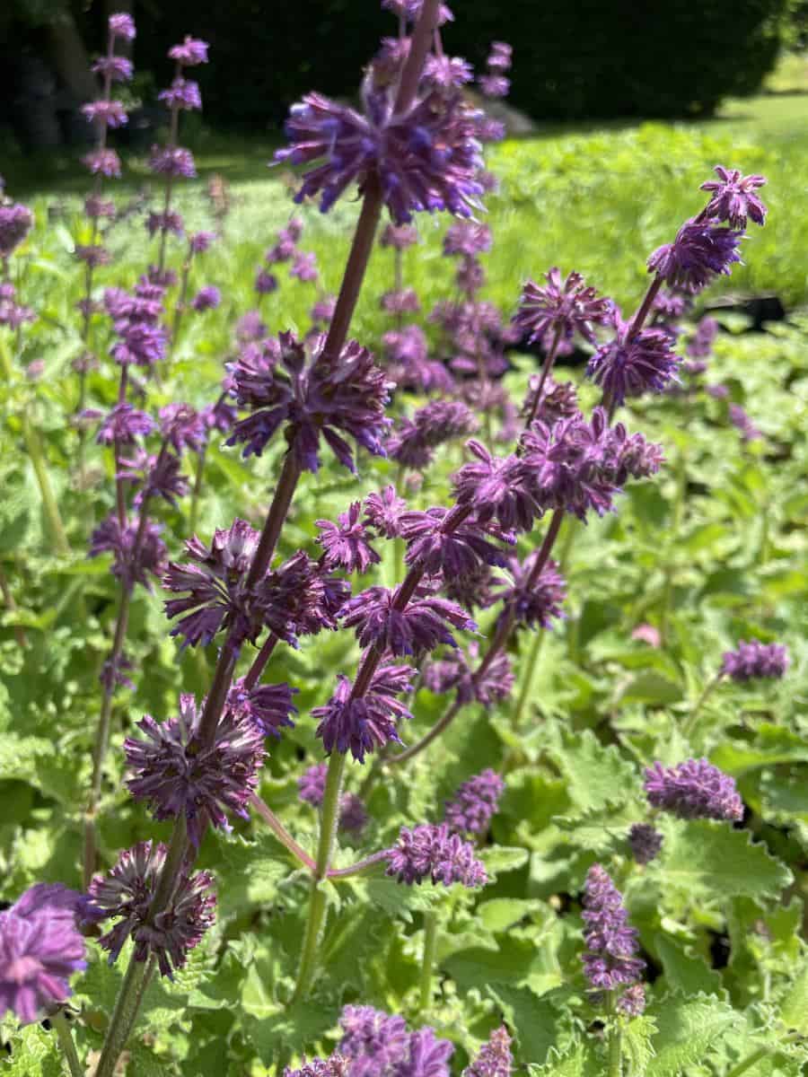 Salvia verticillata Purple Rain met violetpaarse bloemen in kransen langs de stelen