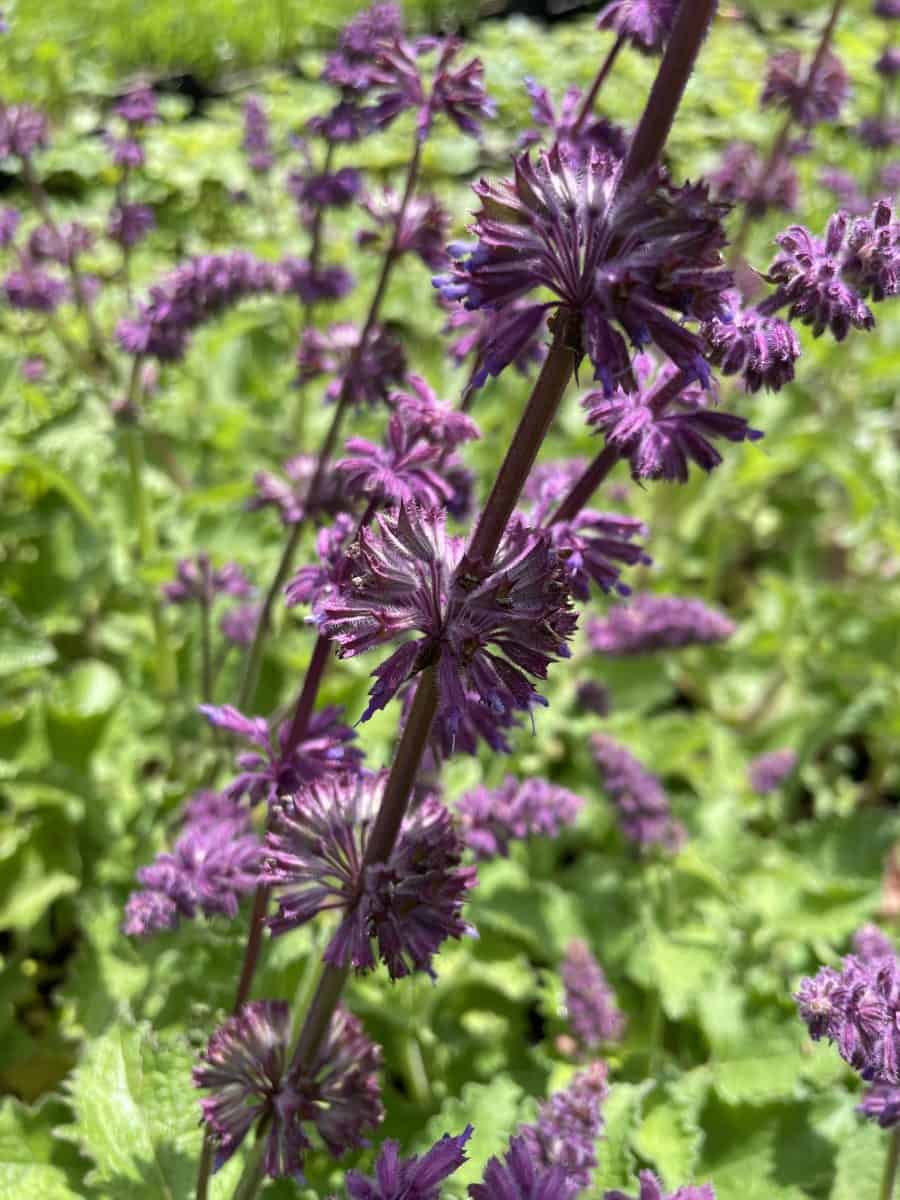 Detail van violetpaarse bloemen van Salvia verticillata Purple Rain