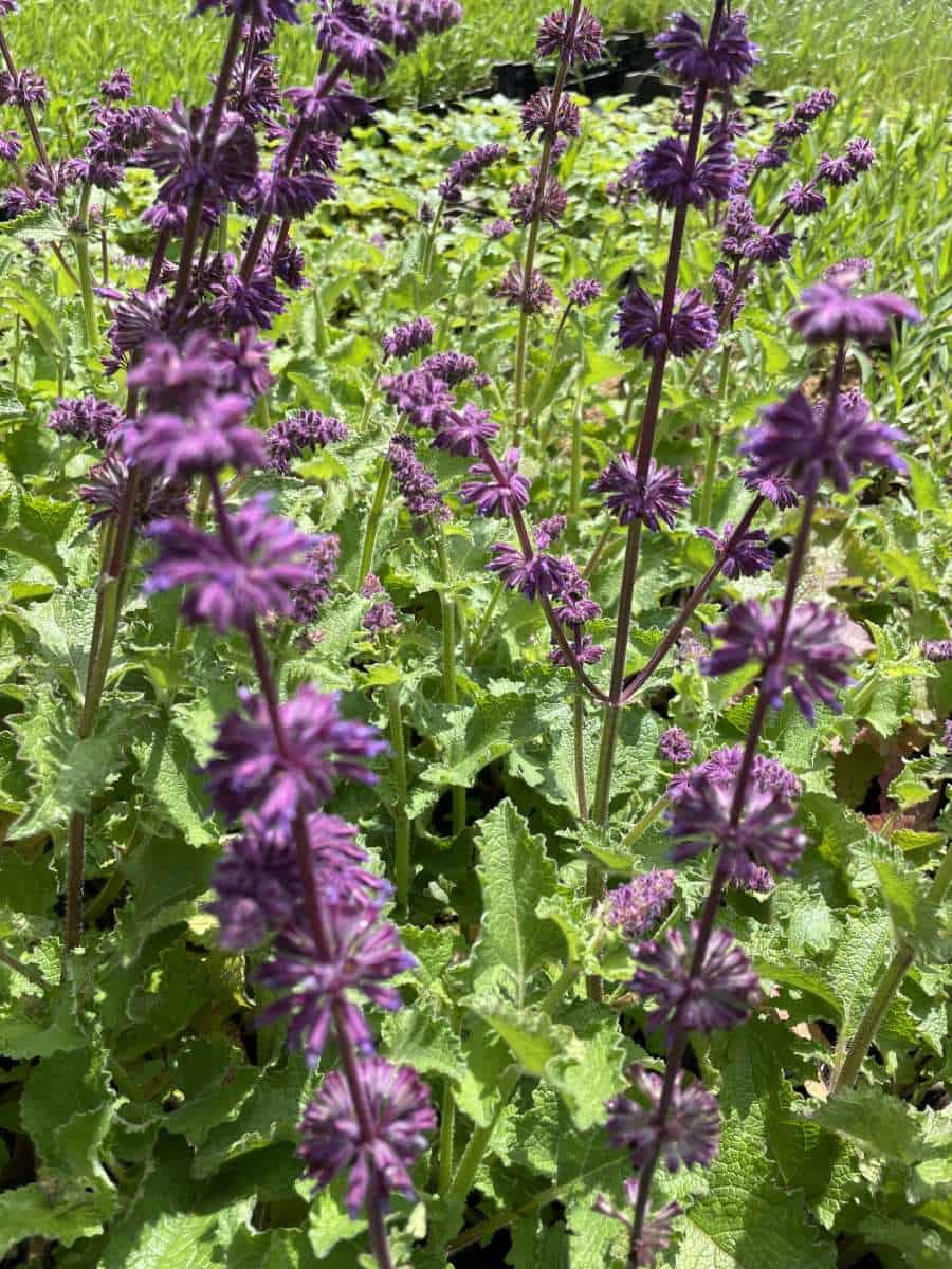 Salvia verticillata Purple Rain met rijk bloeiende paarse bloemstelen in border