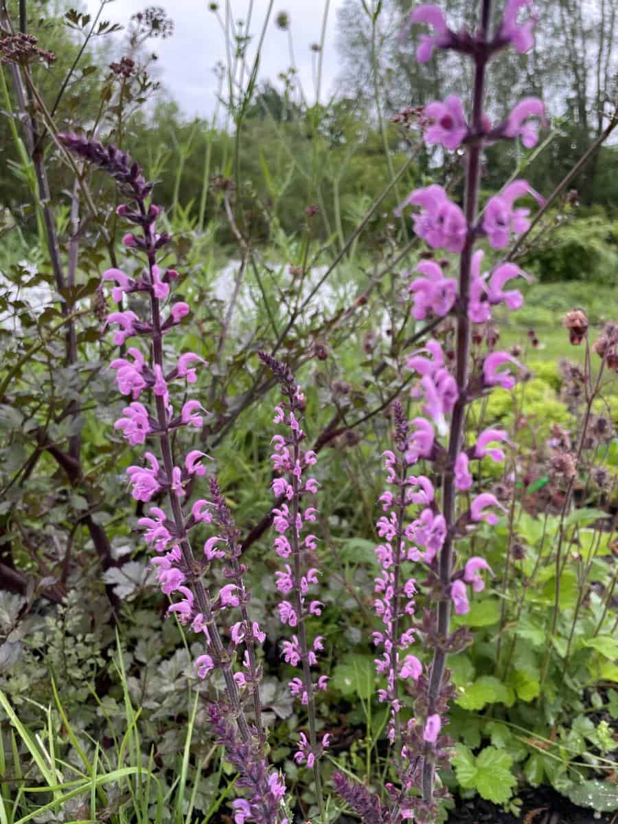 Salvia sylvestris Dear Anja met rijk bloeiende roze bloemaren in natuurlijke border