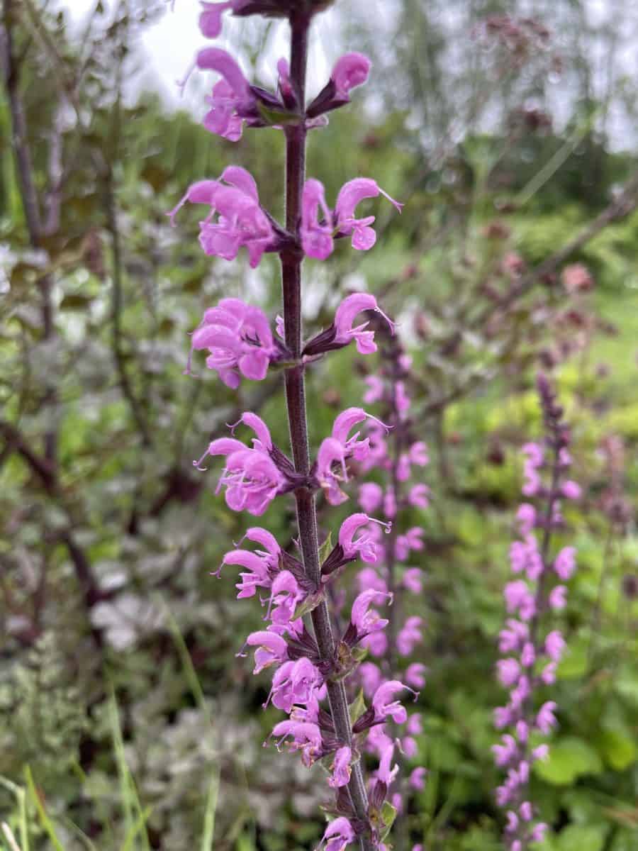 Detail van roze bloemen van Salvia sylvestris Dear Anja