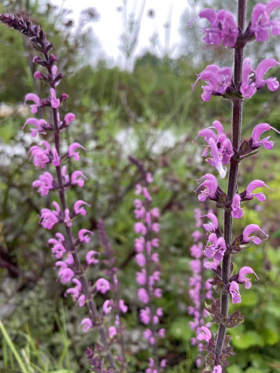 Salvia sylvestris Dear Anja met violetpaarse bloemaren in bloei