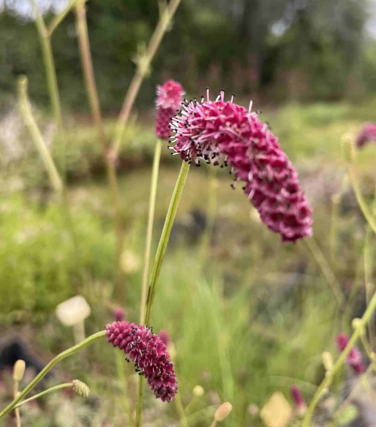 Roodroze bloei van Sanguisorba tenuifolia ‘Ankum’s Thrums’